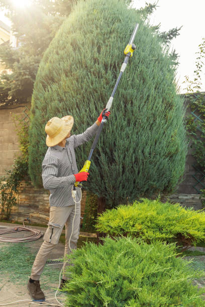 Best Tree Removal Services  in Wathena, KS